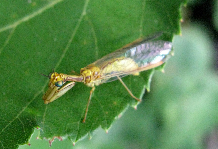 Mantispidae: Mantispa sp.
